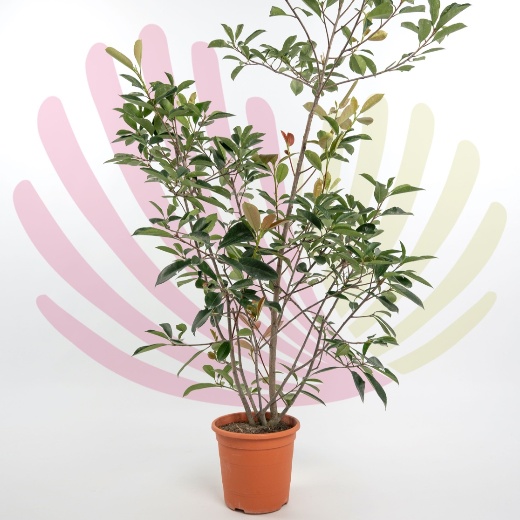 Photinia fraserii Red Robin - P197010V0050H08020